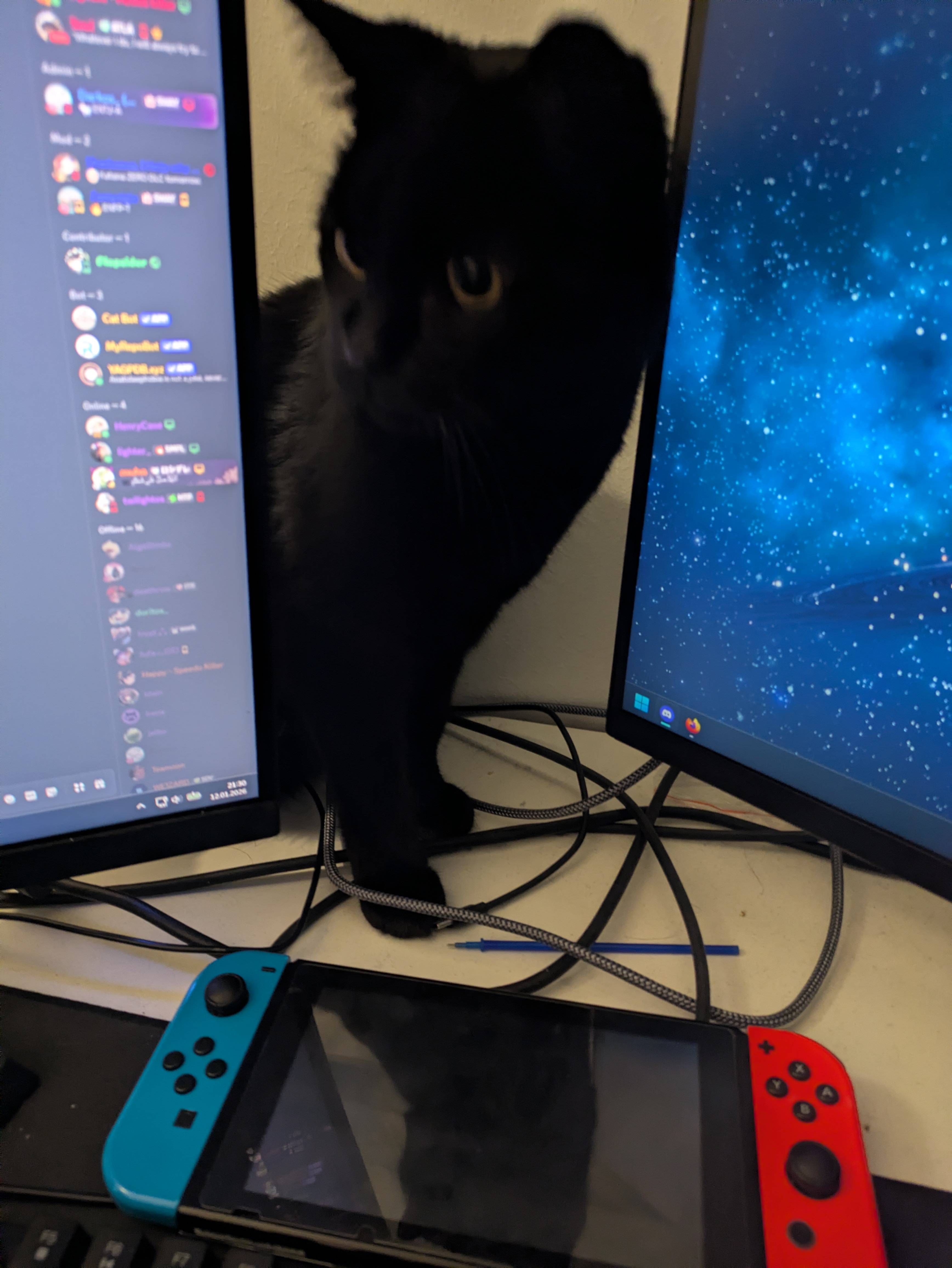 cat